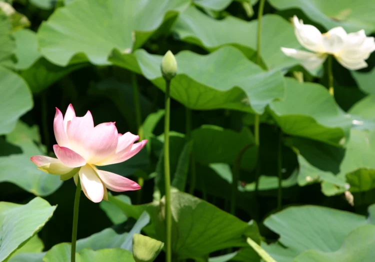 “The Untold Stories of Buddhism in Australia” on ABC Soul Search